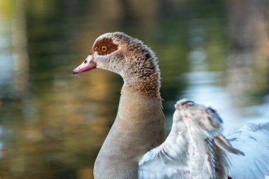 Yetişkin bir erkek Mısırlı kaz (Alopochen aegyptiaca) portresi.
