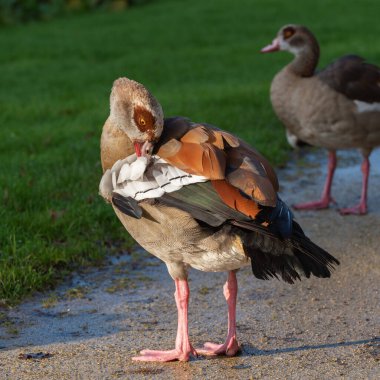 Yetişkin bir erkek Mısırlı kaz (Alopochen aegyptiaca), bir park yolunda dururken tüylerini yolar. 