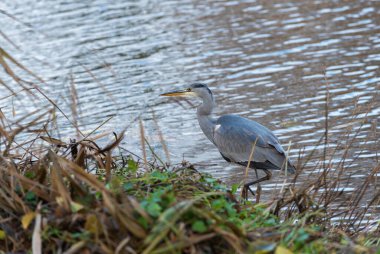 Bir gri balıkçıl (Ardea cinerea) av aramak için bir gölet kıyısında yürür.