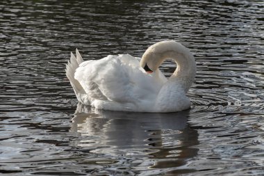 Yetişkin bir dilsiz kuğu (Cygnus rengi) suda yüzerken tüylerini yolar.