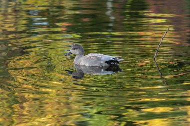 Yetişkin bir erkek gadwall (mareca strepera), düşen yaprakları yansıtan suda yüzer.