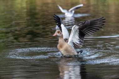 Genç Nil veya Mısır kazı (Alopochen aegyptiaca) yüzen martılarla yıkanır