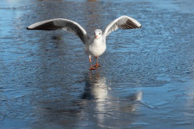 Siyah başlı martı (Larus ridibundus) buza indi.