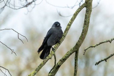 Yetişkin bir karga (Corvus monedula) kışın bir ağaç dalında oturur.