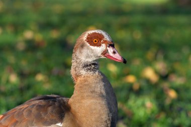 Doğal yeşil arka planda yetişkin bir Mısırlı kaz portresi (Alopochen aegyptiaca)