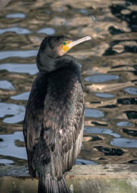 Ahşap köprü üzerindeki bir köprünün altında oturan bir karabatağın (Phalacrocorax carbo) yakın portresi