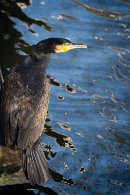 Tahta köprüdeki bir köprünün altında oturan bir karabatağın portresi (Phalacrocorax carbo) 