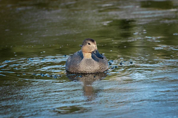 Фронтальный Портрет Самца Гадвалла Anas Strepera Среди Льда Ледяном Озере — стоковое фото