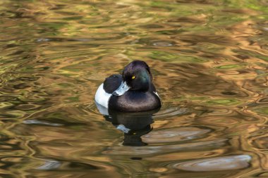 Yetişkin bir erkek Tufted Duck 'ın (Aythya fuligula) ön portresi bitkilerin yansımasıyla boyanmış suyun üzerinde duran parlak üreme tüyleri..