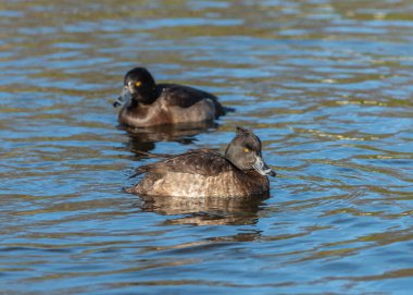 İki yetişkin dişi ördek (Aythya fuligula) suyun üzerinde dinleniyor.