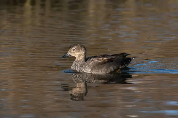 A male gadwall (Anas strepera) raises the feathers on his head at a moment of potential danger.