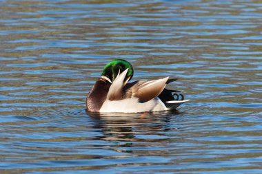 Yetişkin bir yaban ördeği erkeği (Anas platyrhynchos) üreme tüylerini düzenler