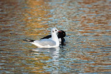 İki farklı kuş, kıyı bitkisini yansıtan suda yan yana yüzer.
