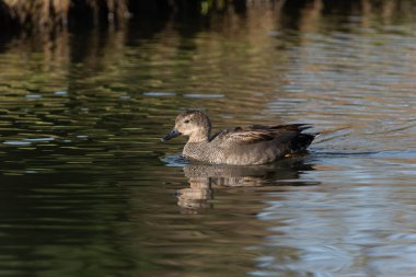 Yetişkin bir erkek gadwall (Anas strepera) kıyıda yüzer.