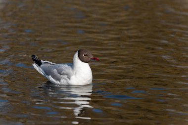 Yetişkin bir siyah başlı martı (Larus ridibundus) yaz tüylerinde gölün suyunda dinlenir.