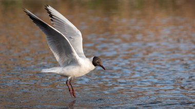 Yaz tüyleri içinde yetişkin bir siyah başlı martı (Larus ridibundus) su yüzeyine çıkar.