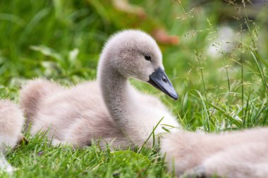 Gri dilsiz kuğu (Cygnus olor) civciv çimlerin üzerinde yatıyor