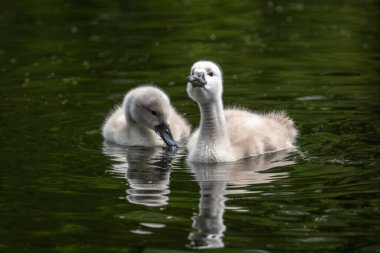 Yaklaşık iki haftalık iki dilsiz kuğu (Cygnus olor) bir göletten su içerler.