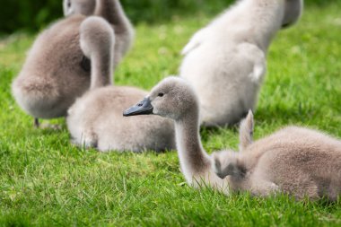 Dilsiz kuğu (Cygnus olor) yaklaşık üç haftalık yavrusu dinlendikten sonra küçük kanatlarını açar.