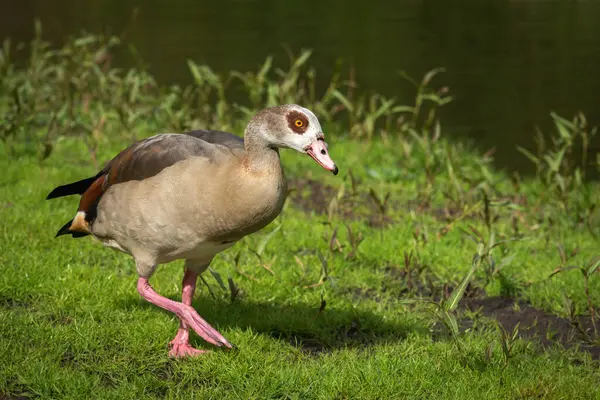 stock image An adult female Nile or Egyptian goose (Alopochen aegyptiaca)  walks along the shore of a pond
