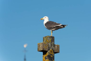 Yetişkin siyah sırtlı martı (Larus fuscus) mavi gökyüzüne karşı bir şapel haçı üzerinde oturur.