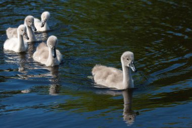 Dilsiz kuğu (Cygnus olor) civcivleri, yaklaşık 4 haftalık bir gölette yüzerler.