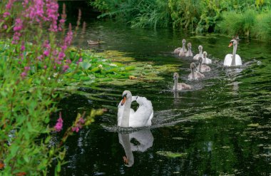Bir çift dilsiz kuğu (Cygnus rengi) yaklaşık 8 haftalık 7 civcivle birlikte, çimen ve çiçeklerle kaplı bir göletin kıyısında yüzerler..