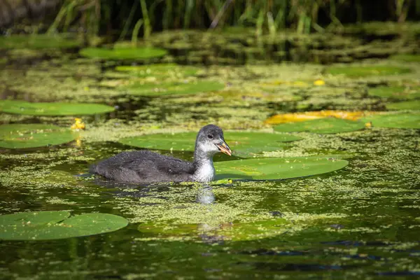 stock image Eurasian coot (Fulica atra) chick swims in a pond overgrown with aquatic vegetation