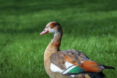 Portrait of an adult female Nile or Egyptian goose (Alopochen aegyptiaca) on a natural green background clipart