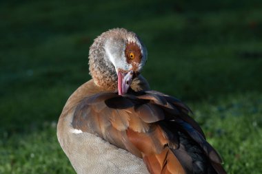 An adult male Nile or Egyptian goose (Alopochen aegyptiaca) preening its feathers clipart