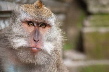 Yetişkin bir erkek yengeç yiyen makakın (Macaca fascicularis) tam yüz portresi, ayrıca uzun kuyruklu makak veya cynomolgus macaque olarak da bilinir.