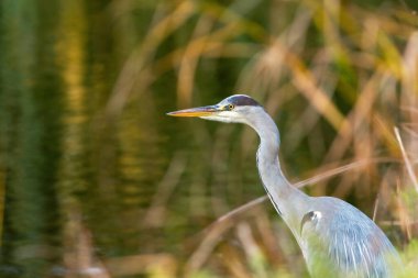 Kıyı bitkilerinde bir balıkçılın (Ardea cinerea) sonbahar portresi