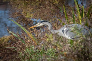 Yetişkin bir gri balıkçıl (Ardea cinerea) av aramak için bir göletin kıyısında durur.