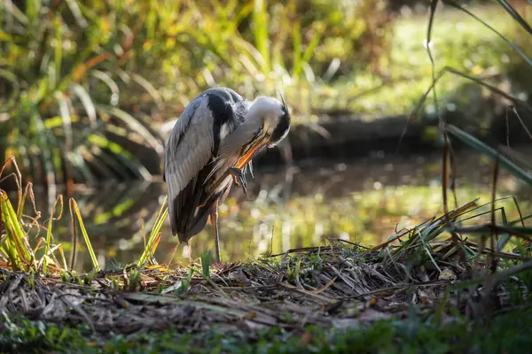 Yetişkin bir balıkçıl (Ardea cinerea) gagasıyla ayağını temizler..