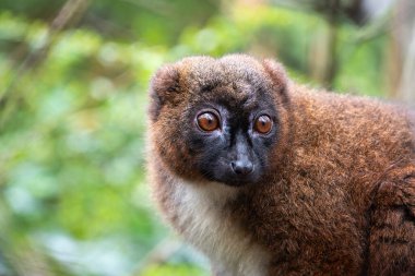 Yetişkin, kırmızı göbekli bir lemurun (Eulemur rubriventer) yakın mesafeden çekilmiş tam yüz portresi.