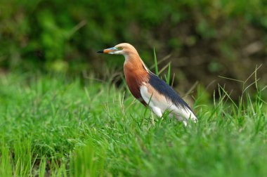 Yetişkin bir Çin gölet balıkçısının portresi (Ardeola bacchus) doğal habitatında kuş tüyü üretir.