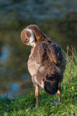 A Nile or Egyptian goose (Alopochen aegyptiaca) chick preening its plumage clipart