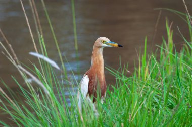 Adult pond heron (Ardeola bacchus) in breeding plumage in the grass near the pond clipart