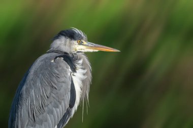 Taze tüylü bir yetişkin balıkçıl (Ardea cinerea) portresi