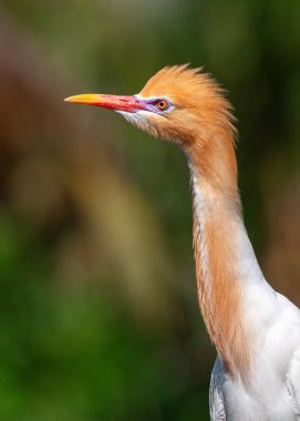 Portrait of an adult eastern cattle egret (Ardea coromanda) in breeding plumage on a natural background clipart