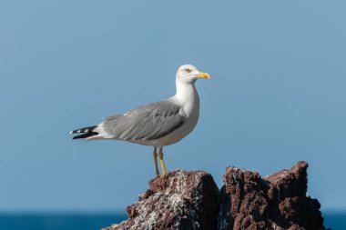 Full length portrait of an adult yellow-legged gull (Larus michahellis) standing on a rock by the sea clipart