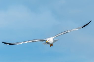 Frontal portrait of an adult yellow-legged gull (larus michahellis) in flight clipart