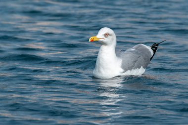 An adult yellow-legged gull (Larus michahellis) rests on the water clipart