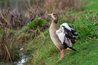 An adult female Egyptian or Nile goose (Alopochen aegyptiaca) with its wings spread during moulting clipart