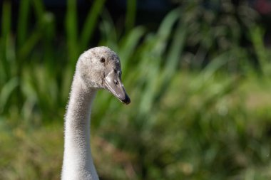 Yeşil çimenlerin arka planında genç ve sessiz bir kuğunun portresi (Kuğu rengi)