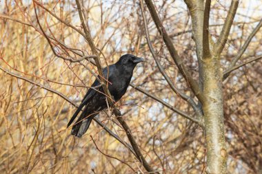 Winter portrait of a carrion crow (Corvus corone) sitting on a tree branch clipart