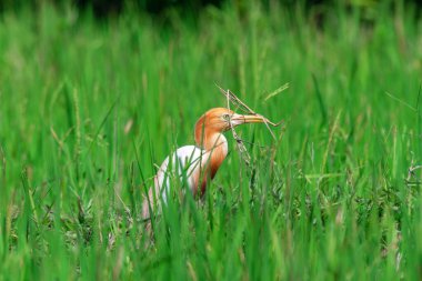 An adult eastern cattle egret (Ardea coromanda) carries a dry twig of rice straw in its beak for a nest clipart