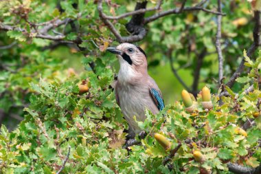 Yetişkin bir Avrasyalı karga (Garrulus glandarius) meşe ağacında yaprakların ve meşe palamutlarının arasında oturur.