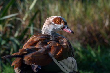 Portrait of an adult male Nile or Egyptian goose (Alopochen aegyptiaca) against the backdrop of coastal vegetation clipart