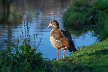 An adult female Nile or Egyptian goose (Alopochen aegyptiaca) stands near a pond on a sunny day clipart